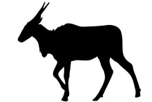 View On The Silhouette Of A Common Eland Antelope - Digitally Hand Drawn Vector Illustraion
