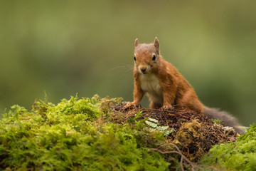 Wall Mural - red squirrel peeking or looking over a green moss mound with green background.