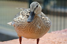 Duck Pose