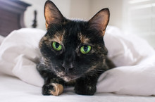 Close Up Of Calico Cat With Green Eyes On White Sheets