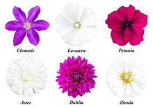 A Set Of Six Flowers: Clematis, Lavatera, Petunia, Aster, Dahlia, Zinnia