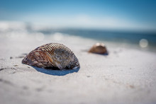 Seashells On The Sandy Beach