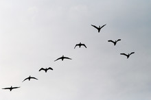 Cormorants Phalacrocorax Carbo Group Silhouette Flying High Up In A V Formation Against The Overcast Gray Sky. Bird Migration Concept. Pomerania, Northern Poland.