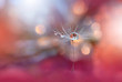 Leinwanddruck Bild - Abstract Macro Photo.Dandelion Flower.Water Drops.Artistic Nature Background.Tranquil Close up Art Photography.Creative Orange Wallpaper.Floral Fantasy Design.Peach Coral Color.Plant,pure,droplet.