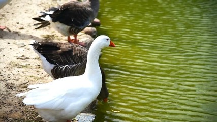 Wall Mural - ducks by the water in a public park