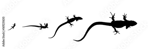 Silhouette lizard - growth from the birth to the adult Poster Mural XXL