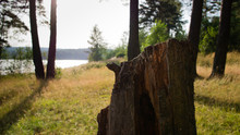 Rotten Wood Pine Stump. Summer Light Goes Through The Trees Behind. Background Is Blurred. Lake Is Behind.