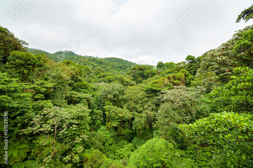 Fototapeta Lush rainforest canopy Monteverde Costa Rica