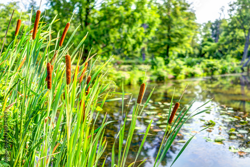 Dekoracja na wymiar  staw-i-palki-w-lecie-w-kenilworth-park-i-aquatic-gardens-podczas-lotus-i-water-lily
