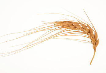 Poster - Wheat ear