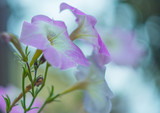 Fototapeta  - Flowers close-up with soft focus