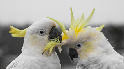 Cockatoo Couple