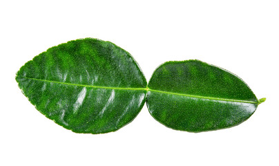 Bergamot leaf isolated on the white background