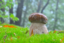 Boletus Reticulatus Or Boletus Aestivalis, Commonly Known As The Summer Cep. Edible Gourmet Wild Mushroom, Penny Bun Bolete In The Forest