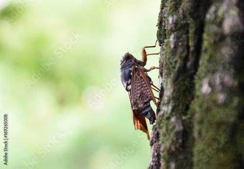 日本の昆虫 厳しい夏を生き抜いた 羽がぼろぼろになっている セミ アブラゼミ 厳しい夏を生き抜く 生存競争 命の輝き 頑張れ 応援 負けるな 無常 まさかのための医療保険 ライフプランの見直し 予想外の人生設計などのイメージ Adobe Stock でこの
