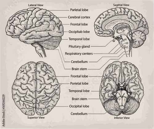 Anatomical Brain organ. Medicine, Vector illustration ...
