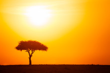 Silhouette Of Acacia Tree Against Dramatic Sunset