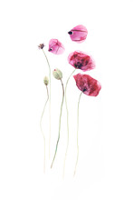 Dry Poppy Plants Free Stock Photo - Public Domain Pictures