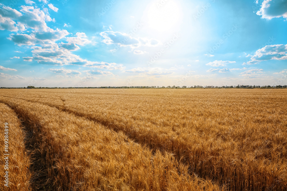Beautiful landscape of wheat field