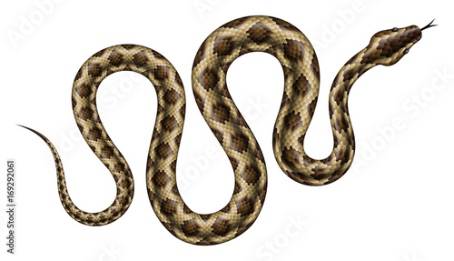 Cuadros en Lienzo Brown python vector illustration