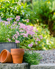 Cottage garden - beutiful flowers in pots