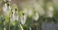 Snowdrops In Spring Morning Closeup Photo