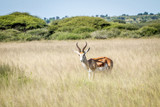 Fototapeta Sawanna - Springbok standing in the high grass.