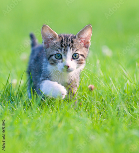 Zdjęcie XXL Mała pasiasta figlarka chuje w trawie