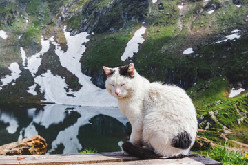 Cat sitting on the wooden planks near the Balea lake in Fagaras mountains with white spots of snow at Carpathians, Romania