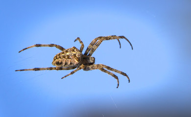 Araneus spider or garden spider on a web