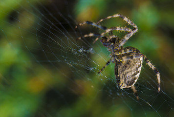 Araneus spider or garden spider on a web