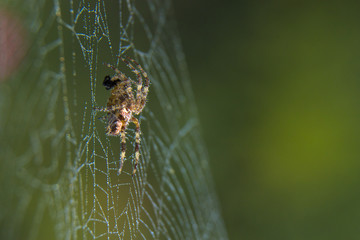 Araneus spider or garden spider on a web