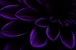 High Contrast Purple, Violet Dahlia with dew on the petals