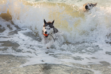  Husky dogs bathe in the sea, play on the shore in the early morning