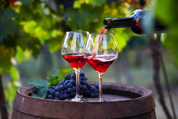 Wall Mural - Pouring red wine into glasses in the vineyard