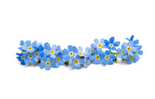 Blue Forget-me-nots Isolated
