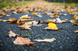 Bright autumn leaves fallen on a path