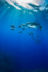 A school of horse eyed jacks slowly swim underneath a dive boat through the tropical warm waters of the Caribbean sea. In the Cayman Islands, sightings of many silver fish underwater are common.