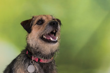 Terrier sitting in front of green blurred background looking left with mouth open