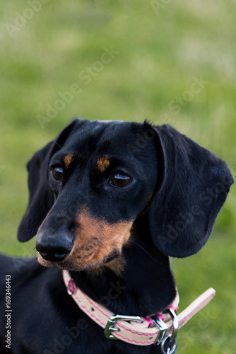 Portrait Of Black And Tan Smooth Haired Miniature Dachshund Buy