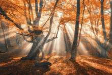 Magical Autumn Forest With Sun Rays In The Evening. Trees In Fog. Colorful Landscape With Foggy Forest, Gold Sunlight, Orange Foliage At Sunset. Fairy Forest In Autumn. Fall Woods.Enchanted Tree