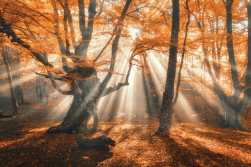 Plakat piękny jesień drzewa pejzaż