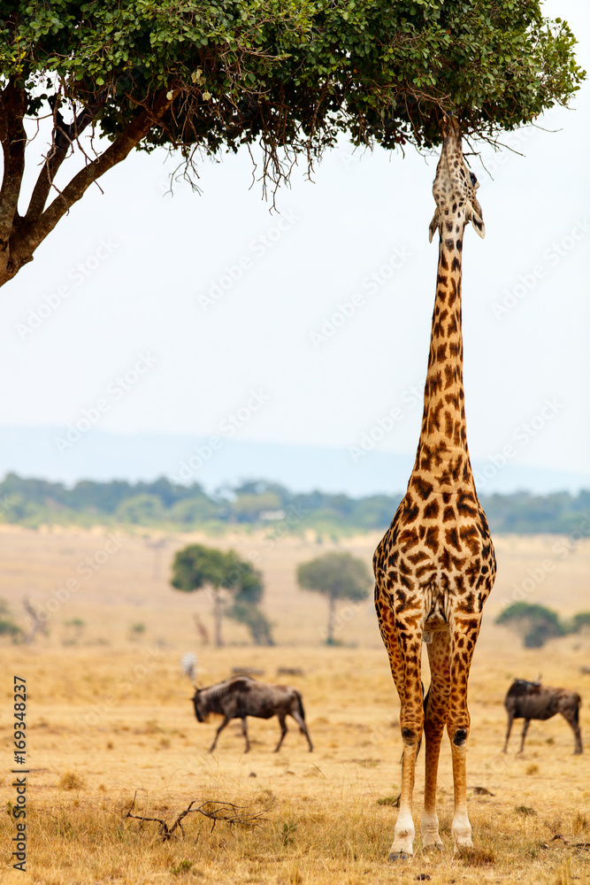 Giraffe in safari park - obrazy, fototapety, plakaty 
