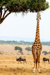 Wall Mural - Giraffe in safari park