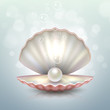 Realistic vector beautiful natural open sea pearl shell closeup with reflection. Design template, clipart, icon or mockup in EPS10.