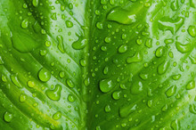 Water Drops On Green Leaf Background