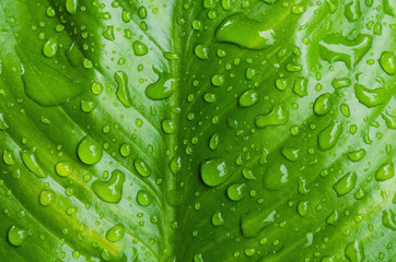 Wall Mural - water drops on green leaf background
