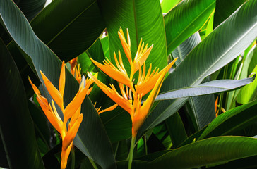 Wall Mural - bird of paradise flower and sunshine with green leaf