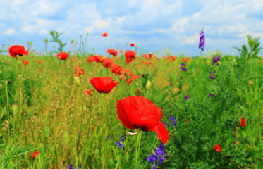 Sticker - Field of poppies 