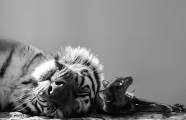 Black and white of a powerful tiger and small cat friend enjoying a catnap together